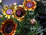 Chrysanthemum25.JPG