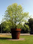 Baum im Topf4.JPG