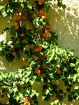 IMG_1273.jpg