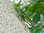 GroßesGrünesHeuPferd04-14-08-2010.JPG