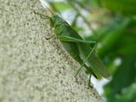 GroßesGrünesHeuPferd05-14-08-2010.JPG