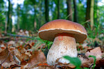 Sommersteinpilz_Boletus-reticulatus_(c)_Torsten-Rempt_pixelio-de-.jpg