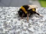 Hummel.jpg