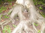 bäume 064.jpg bäume 064.jpg