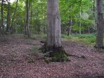 bäume 067.jpg bäume 067.jpg