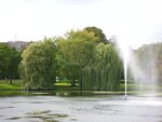apfelbaum 007.jpg