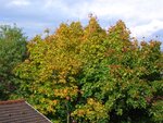 Bäume 2 005.jpg