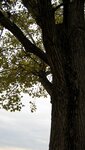 IMG_1658.jpg