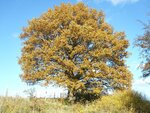 herbst3.jpg