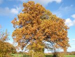 herbst4.jpg
