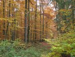 IMG_0445.jpg