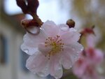 Baumblüte im Nov 002.jpg
