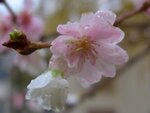 Baumblüte im Nov 003.jpg
