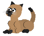 katze_0039.gif katze_0039.gif