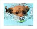 schwimmhund.jpg
