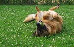 Kira-Joga-übermütig-Übermütig-Gruen-Animal-510x510.jpg
