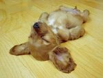 schlafender-hund.jpg
