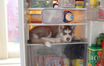 hund-im-kuehlschrank.jpg