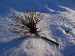 Dezemberschnee 053.jpg