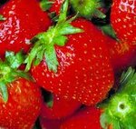 erdbeeren.jpg