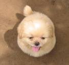 hechel.jpg