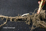 polcu_rhizome_new-shoot.jpg