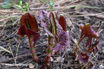 polcu_young-vegetative-growth.jpg