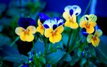 Viola_Pansee_Bluers.jpg