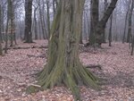 Bild 628.jpg