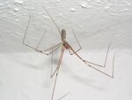 Spinne 018.jpg