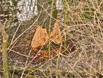 IMG_2039.jpg