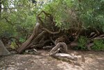 IMGP5810_maneating_shrub.jpg