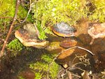 IMG_2059.jpg