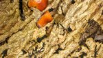 IMG_2047.jpg