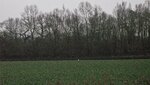 IMG_2061.jpg