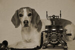 Telefon-mit-Hund_by_Kim-Deutsch_@_pixelio.de.jpg