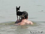 15808-hund-aufn-ruecken.jpg