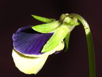 3.3.11 017.JPG