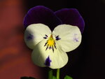 3.3.11 019.JPG