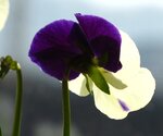 Blümchen 024.JPG