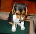 treuer hund.jpg treuer hund.jpg