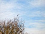 IMG_2131.jpg
