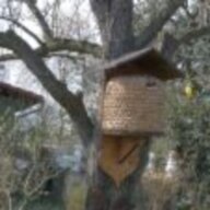 Bienenschwarm