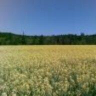 Dinkel