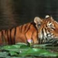 tiga