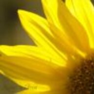 helianthe
