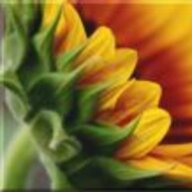 Sunflower47