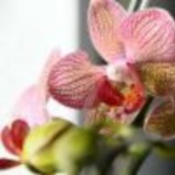Orchidee007