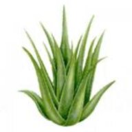 Aloe