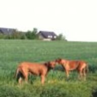 Dagmar60941